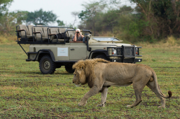 Shumba Camp Shumba Camp: Junger Löwe