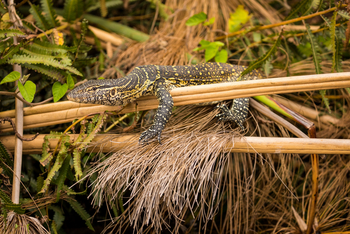 Sitatunga Private Island Camp: Nilwaran auf Ast