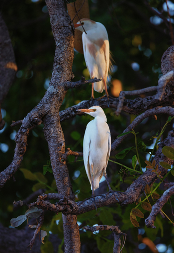 Sungani Lodge Sungani Lodge: Intermediate Egret