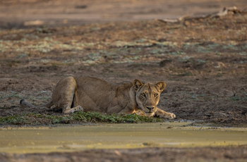 Sungani Lodge Sungani Lodge: Löwin
