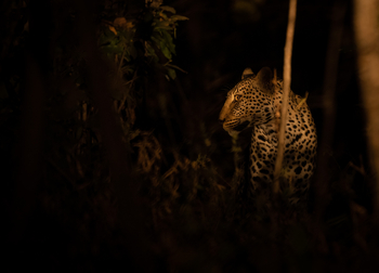 Sungani Lodge Sungani Lodge: Nachtsichtiger Leopard