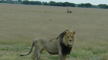 Tau Pan Camp Tau Pan Camp: Löwe und Oryx