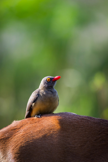 Time + Tide South Luangwa Time + Tide South Luangwa: Oxpecker