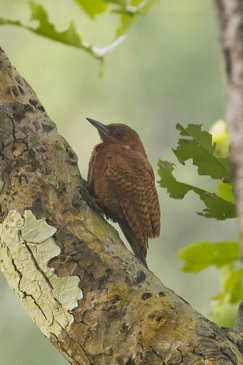 Vanghat: Rufous Woodpecker