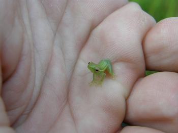 Wasa Lodge: Riedfrosch