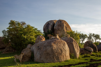 Wilderness Usawa Serengeti Camp: Löwen an den Moru-Kopjes