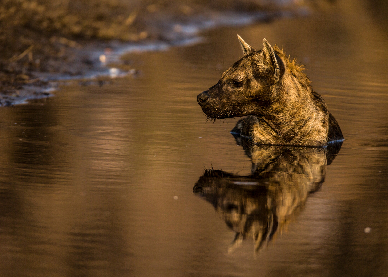 Zarafa Camp Zarafa Camp: Hyäne