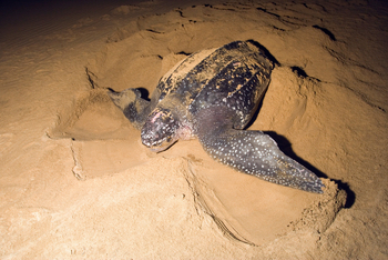 andBeyond Phinda Forest Lodge: Nistende Lederschildkröte im Sand unter künstlichem Licht